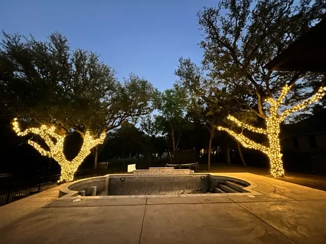 Trees professionally wrapped in warm white holiday lights